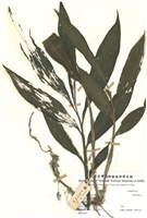 藏品(長葉蛇脊花)的圖片